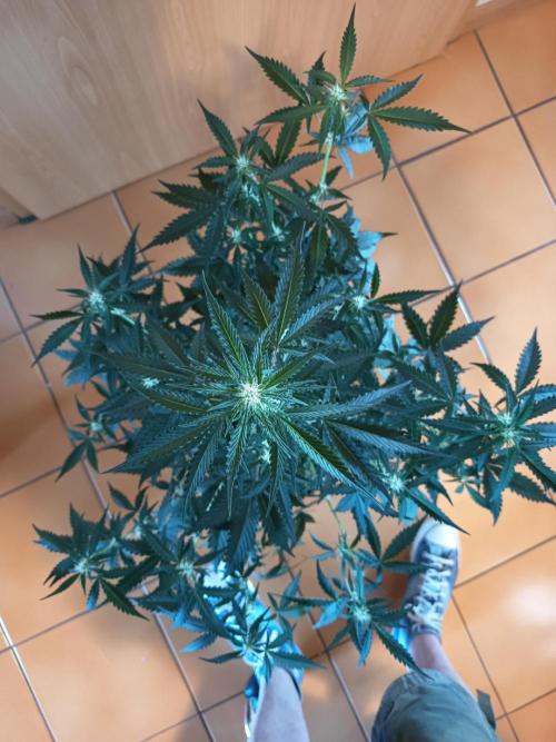 Purple Skunk Auto im Regal. Week 6 - Tag 39