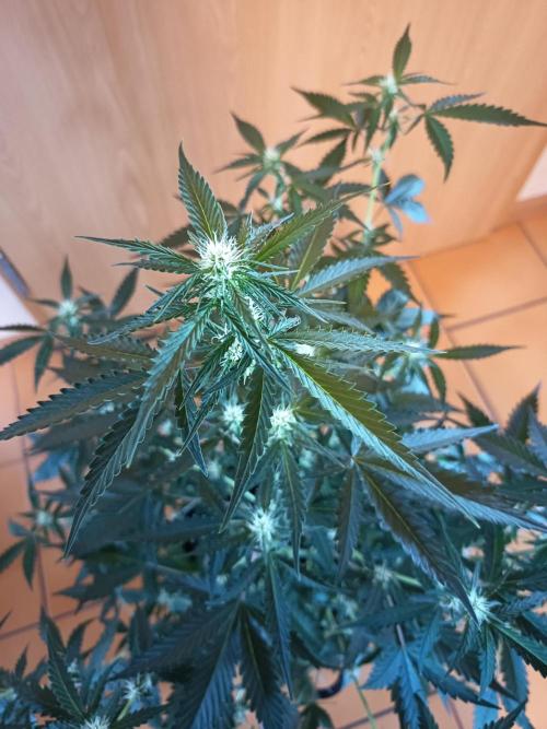 Purple Skunk Auto im Regal. Week 6 - Tag 39