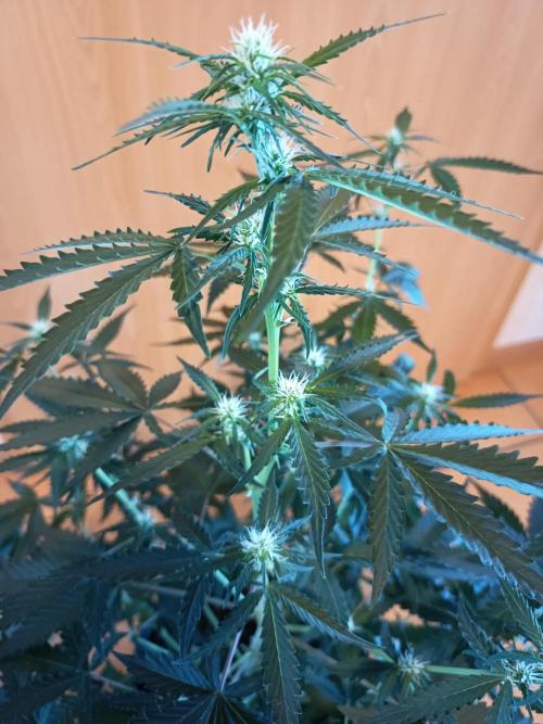 Purple Skunk Auto im Regal. Week 6 - Tag 39