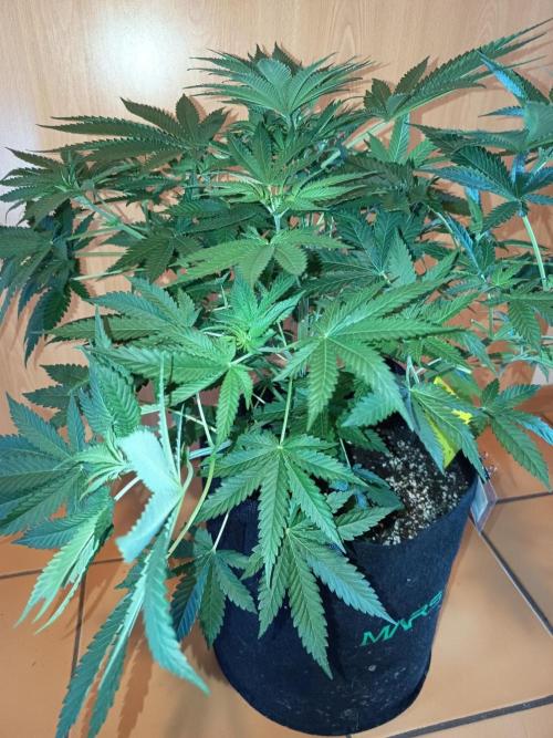 Blue Bullet Auto im Regal. Week 6 - Tag 38