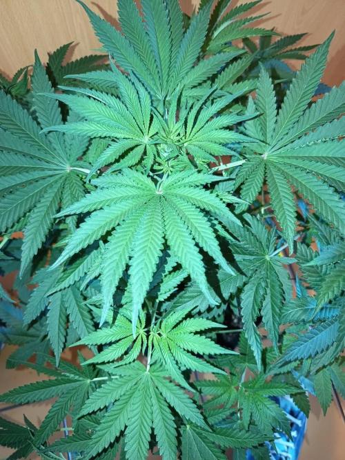 Blue Bullet Auto im Regal. Week 6 - Tag 38