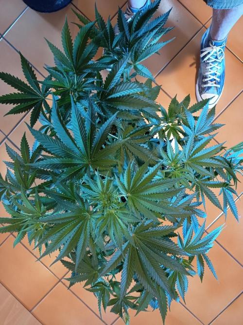 Blue Bullet Auto im Regal. Week 6 - Tag 38