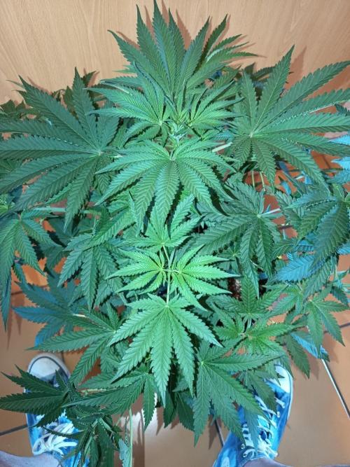 Blue Bullet Auto im Regal. Week 6 - Tag 38