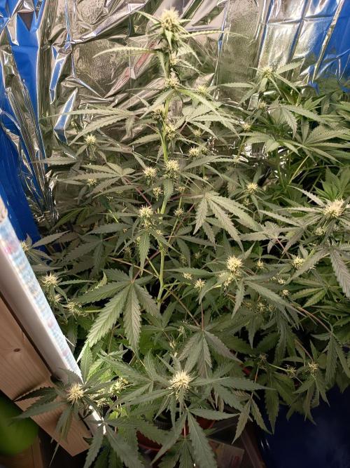 Purple Skunk Auto im Regal. Week 7 - Tag 44