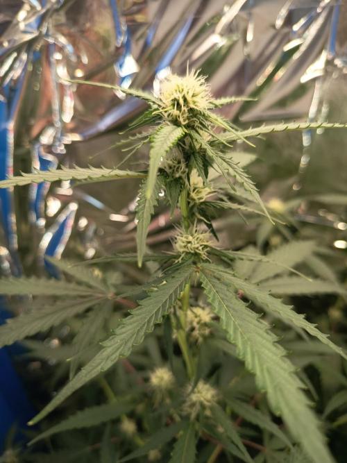 Purple Skunk Auto im Regal. Week 7 - Tag 44