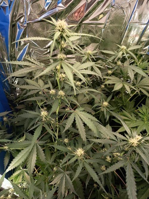 Purple Skunk Auto im Regal. Week 7 - Tag 44