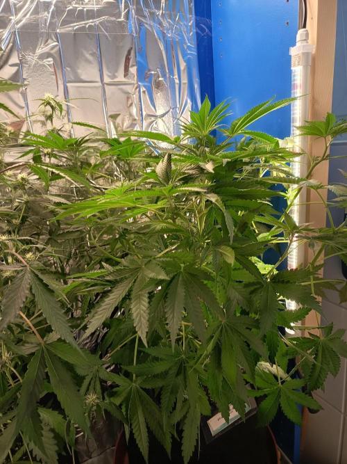 Blue Bullet Auto im Regal. Week 7 - Tag 43