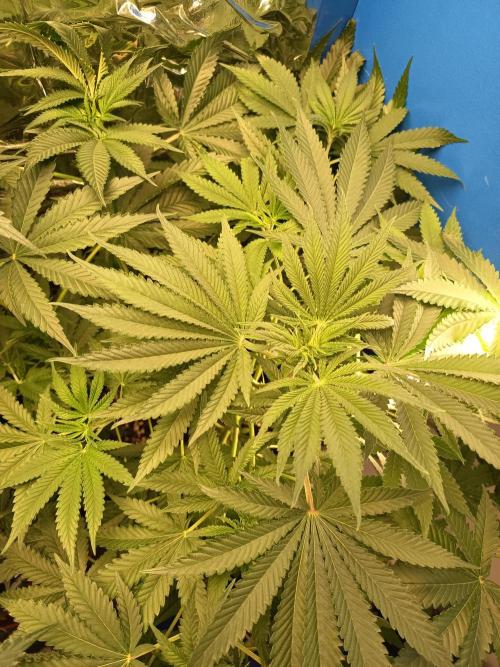 Blue Bullet Auto im Regal. Week 7 - Tag 43