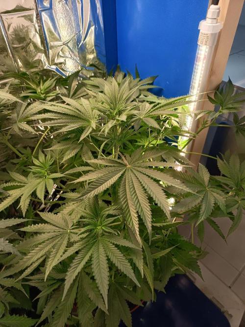 Blue Bullet Auto im Regal. Week 7 - Tag 43