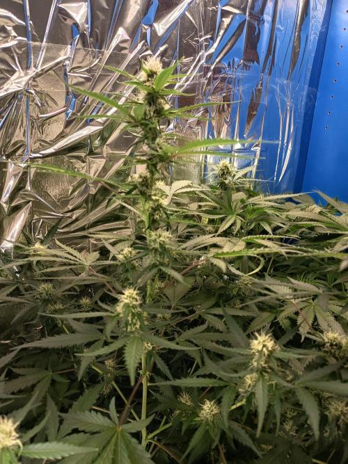 Purple Skunk Auto im Regal. Week 7 - Tag 49