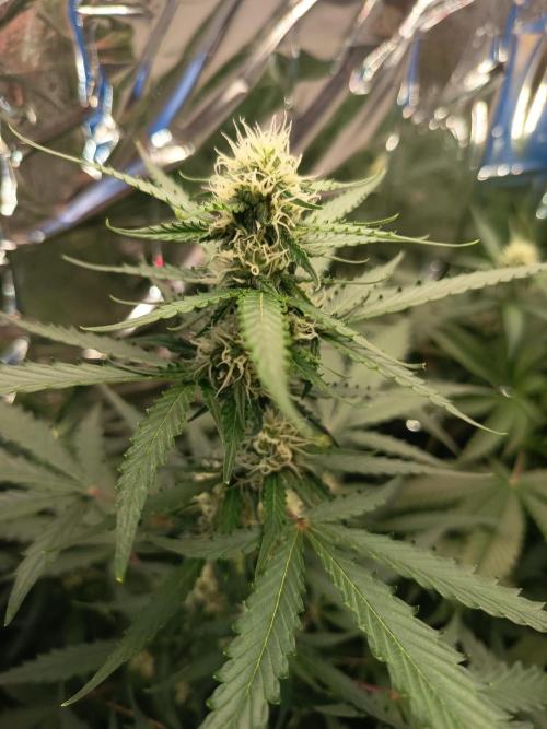 Purple Skunk Auto im Regal. Week 7 - Tag 49