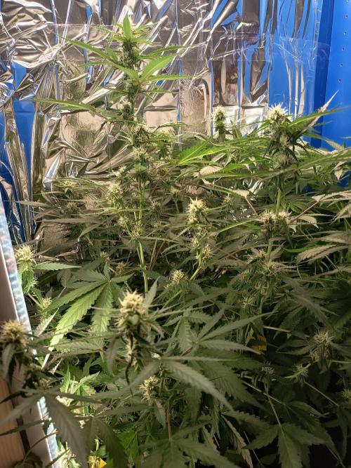 Purple Skunk Auto im Regal. Week 7 - Tag 49