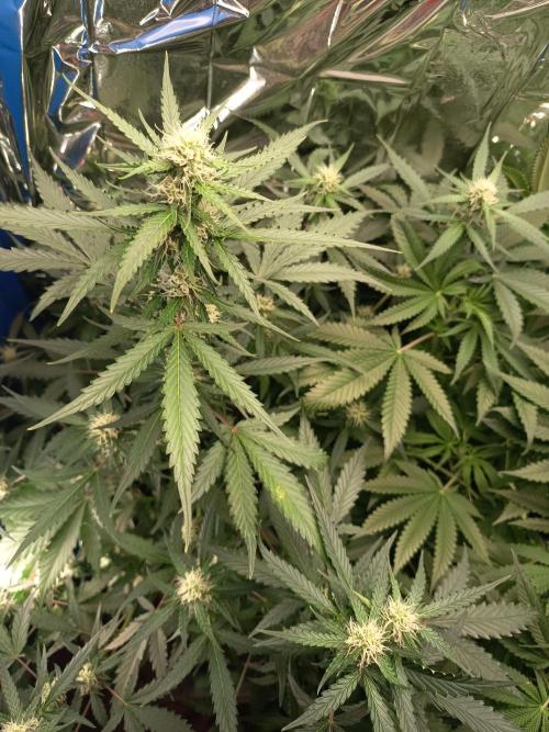 Purple Skunk Auto im Regal. Week 7 - Tag 49