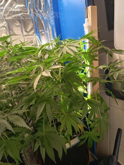 Blue Bullet Auto im Regal. Week 7 - Tag 48