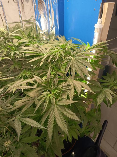 Blue Bullet Auto im Regal. Week 7 - Tag 48