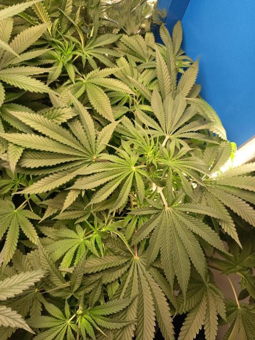 Blue Bullet Auto im Regal. Week 7 - Tag 48