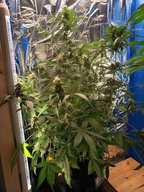 Purple Skunk Auto im Regal. Week 8 - Tag 54