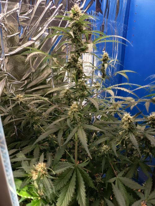 Purple Skunk Auto im Regal. Week 8 - Tag 54