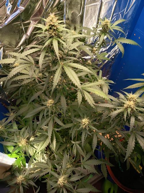 Purple Skunk Auto im Regal. Week 8 - Tag 54