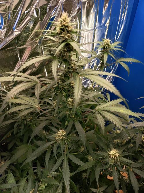 Purple Skunk Auto im Regal. Week 8 - Tag 54