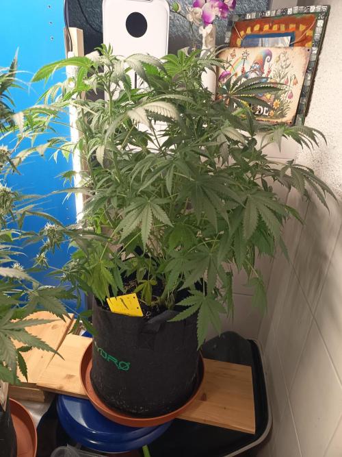 Blue Bullet Auto im Regal. Week 8 - Tag 53 