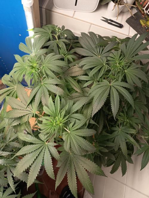 Blue Bullet Auto im Regal. Week 8 - Tag 53 