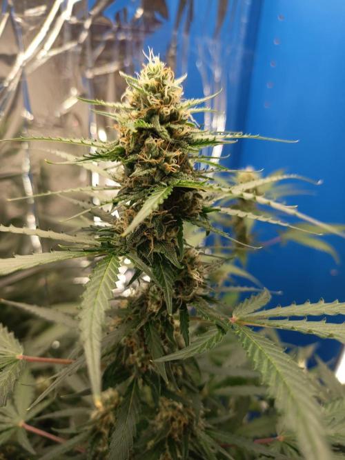Purple Skunk Auto im Regal. Week 9 - Tag 58