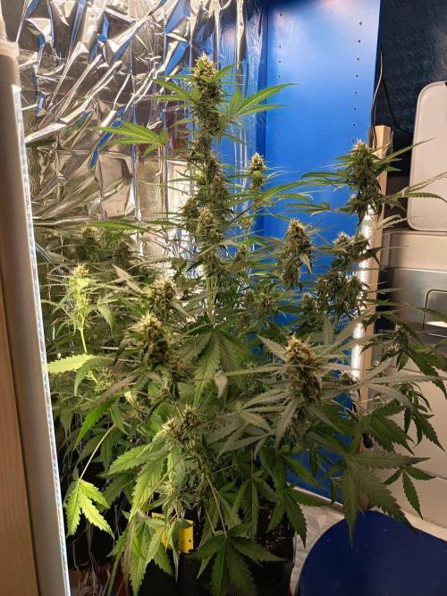 Purple Skunk Auto im Regal. Week 9 - Tag 58