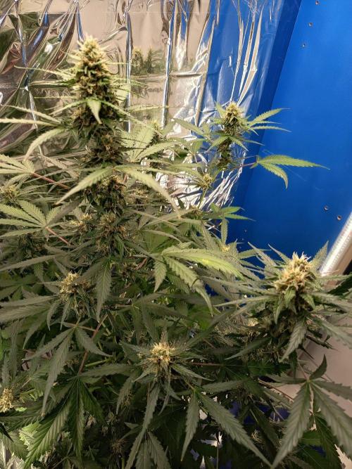 Purple Skunk Auto im Regal. Week 9 - Tag 58