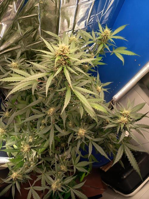 Purple Skunk Auto im Regal. Week 9 - Tag 58