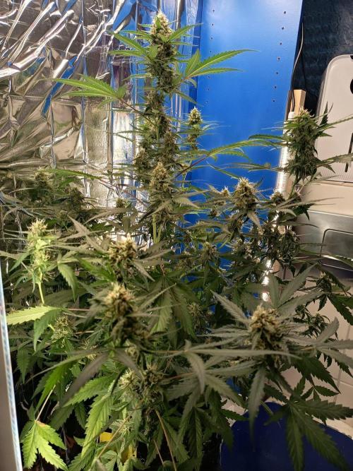 Purple Skunk Auto im Regal. Week 9 - Tag 58