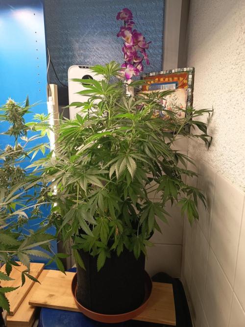 Blue Bullet Auto im Regal. Week 9 - Tag 57