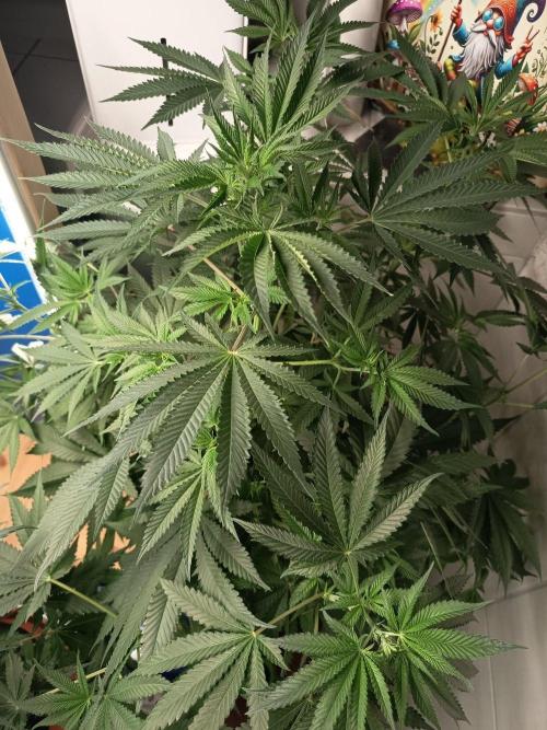 Blue Bullet Auto im Regal. Week 9 - Tag 57