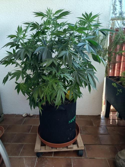 Blue Bullet Auto im Regal. Week 9 - Tag 57