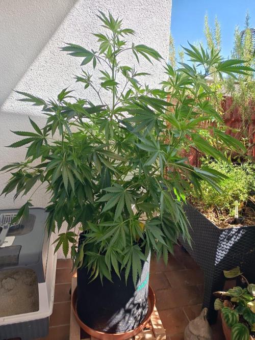Blue Bullet Auto im Regal. Week 9 - Tag 62