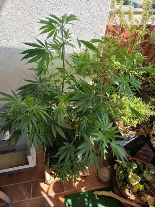 Blue Bullet Auto im Regal. Week 9 - Tag 62