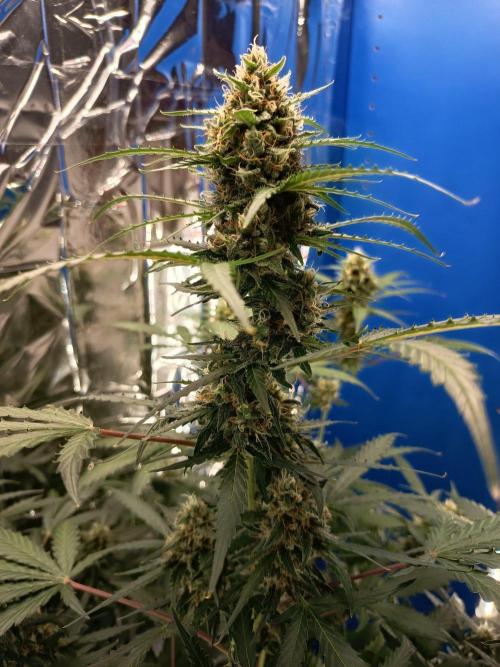 Purple Skunk Auto im Regal. Week 9 - Tag 63