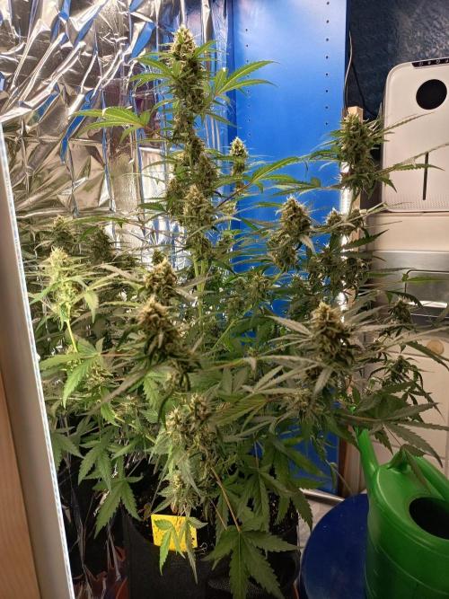 Purple Skunk Auto im Regal. Week 9 - Tag 63