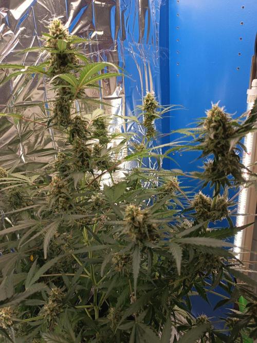Purple Skunk Auto im Regal. Week 9 - Tag 63