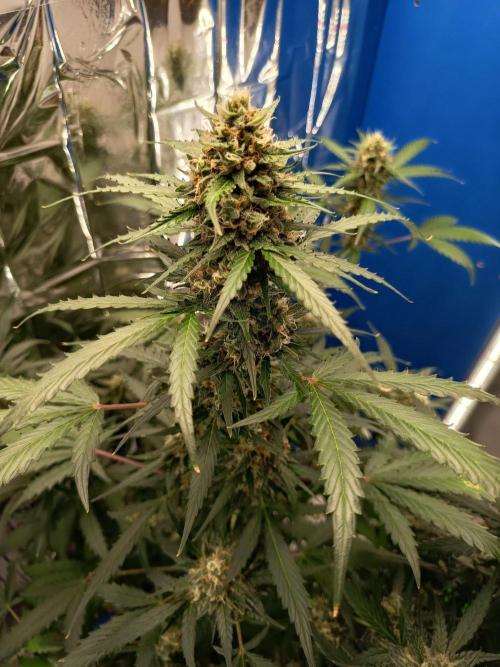 Purple Skunk Auto im Regal. Week 9 - Tag 63