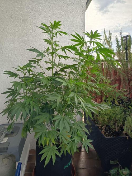 Blue Bullet Auto im Regal. Week 10 - Tag 67