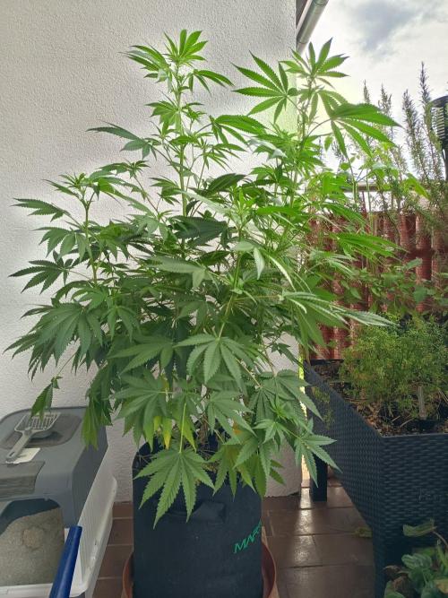 Blue Bullet Auto im Regal. Week 10 - Tag 67