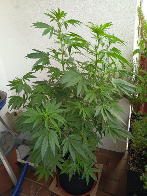 Blue Bullet Auto. Week 10