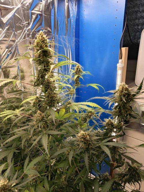 Purple Skunk Auto im Regal. Week 10 - Tag 68