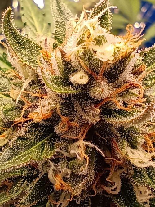 Purple Skunk Auto. Week 10