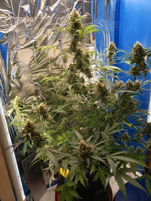 Purple Skunk Auto im Regal. Week 10 - Tag 68