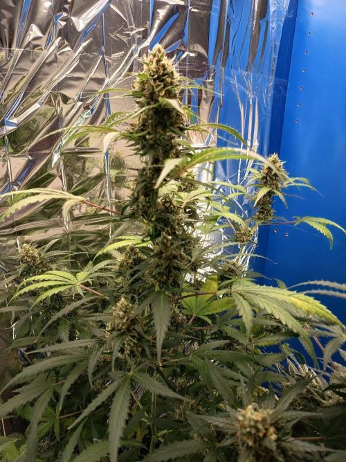 Purple Skunk Auto im Regal. Week 10 - Tag 68