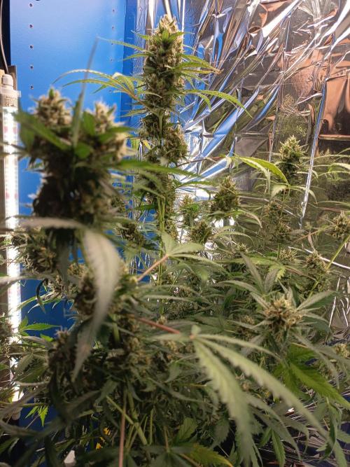 Purple Skunk Auto im Regal. Week 11 - Tag 71