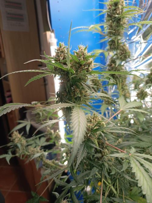 Purple Skunk Auto im Regal. Week 11 - Tag 71