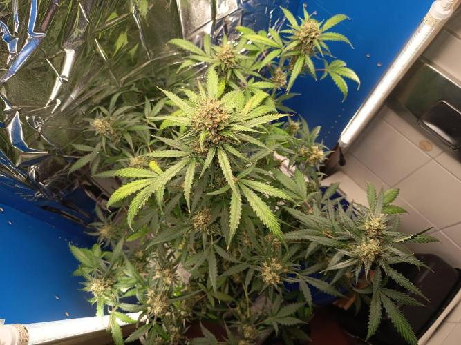 Purple Skunk Auto. Week 11